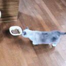 더케어벳 | 벳플러스 사이노퀸 서스테인 후기, 슬개골탈구 관절영양제 급여 경험