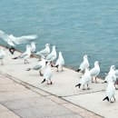 [핵심공략]정보처리기사_실기_종합 | 대기환경기사 실기 단번에 합격! 필답/작업형 60점 완벽 공략 전략 A to Z