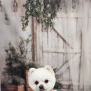 안나펫살롱 이미지