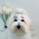 단비네펫살롱 이미지