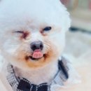 헬로몽 네이버블로그