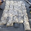 스텔스호 | 군산 "스텔스호" 주꾸미 출조 후기(20230923)
