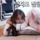 핑돼 이미지