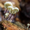 낙엽버섯 [바람개비버섯, Marasmius rotula] 이미지