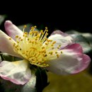 하나유키 이미지