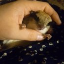 나린그루밍 이미지