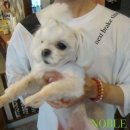 노블도그 이미지