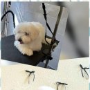 포블포블 네이버블로그