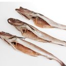 코다리네 이미지