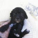 일산강아지분양 라펫 이미지