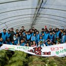 금치농장 이미지