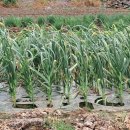 덕일 농장 이미지