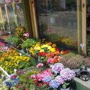 꽃집아재비 이미지