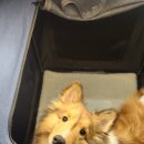 마이펫스토어 | 일산 킨텍스 | '마이펫페어 2026 일산 Part 1' 관람후기 &amp; 주차정보