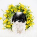 곱슬강아지 이미지