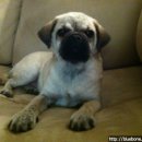 낼름 낼름 이미지