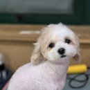 포항애견 이미지