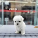 플레이독