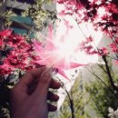 폴레폴레 이미지