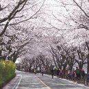 제238회 정기산행 전남 구례 오산(531m)~동주리봉(690m) 벗꽃산행(2016년 4월 2일) 이미지