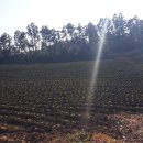 용일농장 | Day12. 게스트와 제주 동부_광치기해변/빛의 벙커