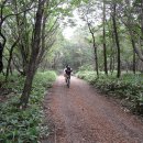 숲.MTB