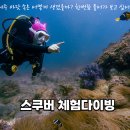 브이다이브
