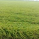 복동농장 이미지