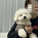 새결뷰티 | 위례 피부관리_애견 동반 가능한 “새결뷰티” 물광 리프팅 대만족 후기