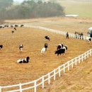 춘삼월목장 이미지