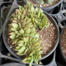 골드라벨 이미지