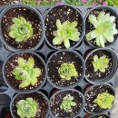 하늘꽃민박 이미지