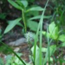 개똥벌레 「개찌버리사초(Carex japonica Thunb)」 이미지