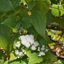 숲놀이 지도사 이미지