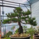 흑송농장 이미지