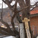 제주공주 Daum카페