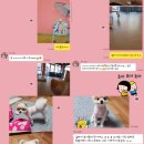 멍냥이발소 이미지