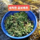 기침에 좋은 약초 곰보배추 이미지