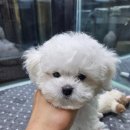 바른펫