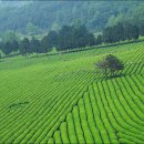 신방한라동백@ 3 이미지