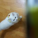 카디날 코리아 퍼시캣 프리미엄 캣캔 후기