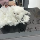 캣존 이미지