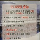 거진항맛집 코다리네 모란점