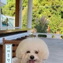 댕댕스토리 이미지