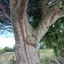 영평조록나무 이미지