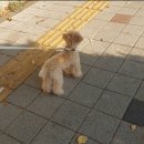 스타 반려견 교육센터 이미지