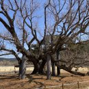 은행나무로(송현동) 이미지
