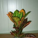 크로톤(Croton ) 이미지