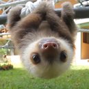 나무늘보 이미지