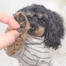 인메디칼 | 페노비스 인캡슐 브로멜라인 급여후기｜강아지기관지협착증 관리